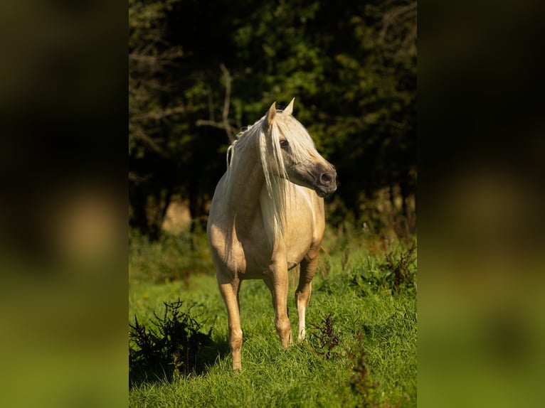 PRE Mix Mare 4 years 15,1 hh Palomino in Feuchtwangen
