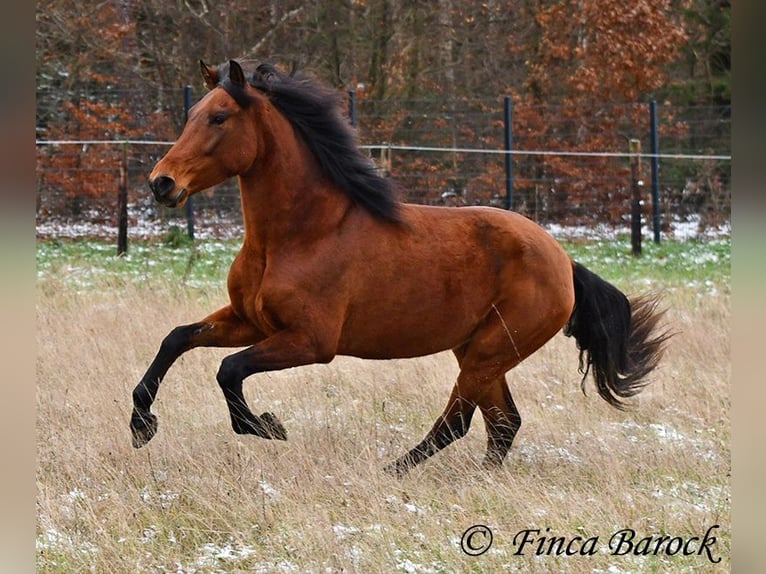 PRE Mix Mare 4 years 15,2 hh Brown in Wiebelsheim