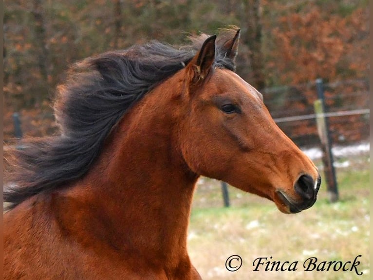 PRE Mix Mare 4 years 15,2 hh Brown in Wiebelsheim
