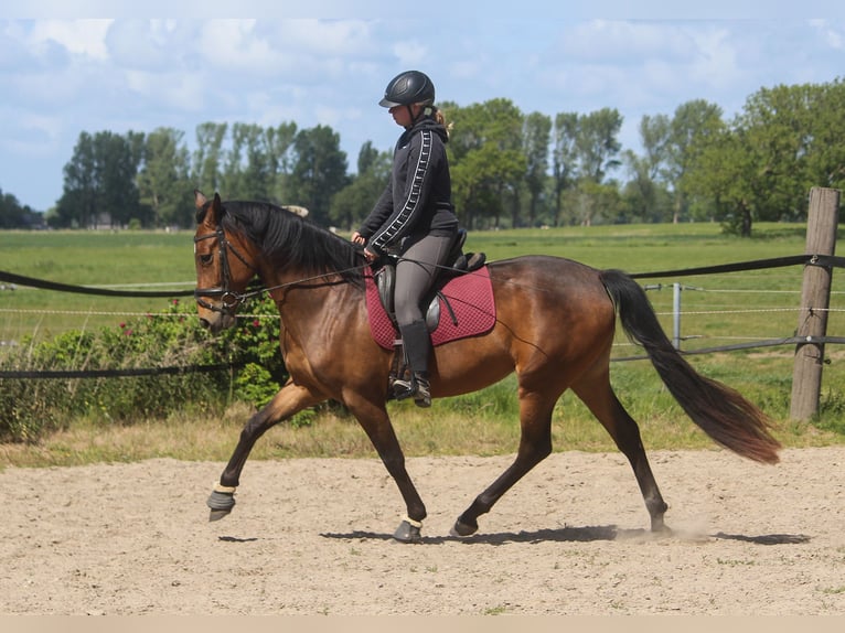 PRE Mare 4 years 15,2 hh Brown in Wremen