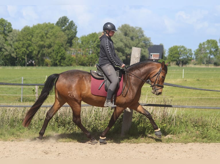 PRE Mare 4 years 15,2 hh Brown in Wremen