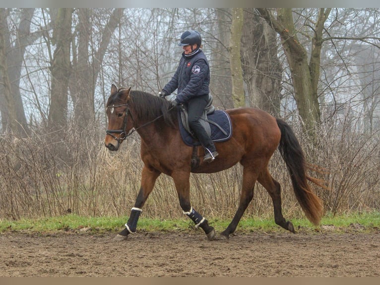 PRE Mare 4 years 15,2 hh Brown in Wremen