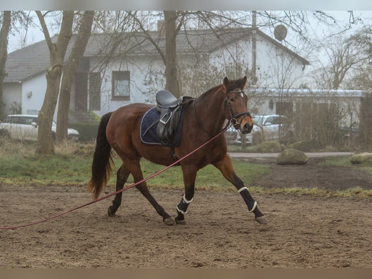 PRE Mare 4 years 15,2 hh Brown in Wremen