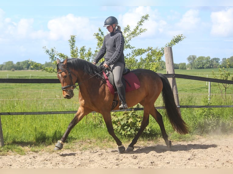 PRE Mare 4 years 15,2 hh Brown in Wremen