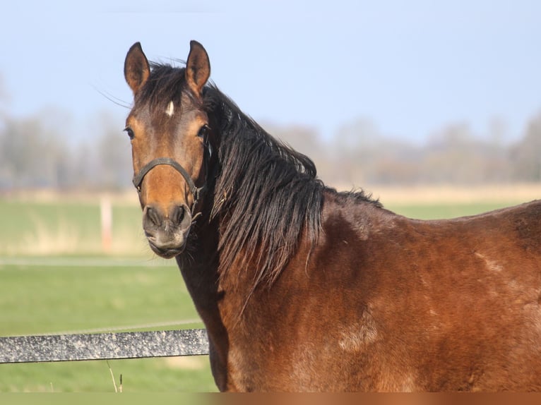 PRE Mix Mare 4 years 15,2 hh Brown in Wremen
