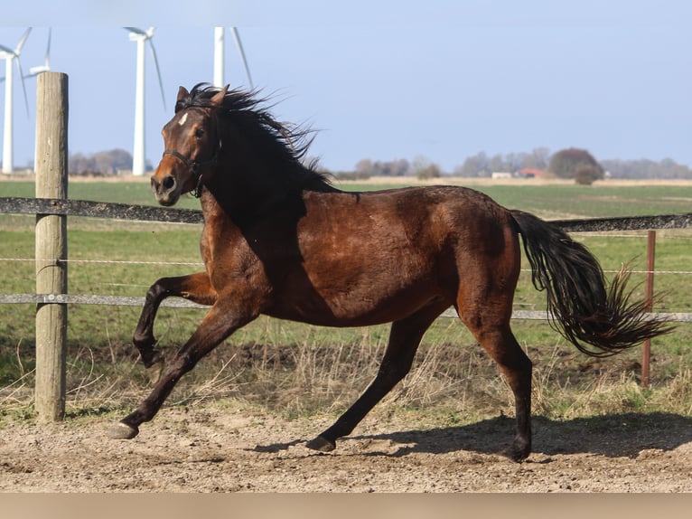 PRE Mix Mare 4 years 15,2 hh Brown in Wremen