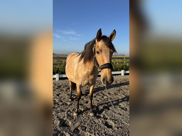 PRE Mare 4 years 15,2 hh Buckskin in Hartwerd