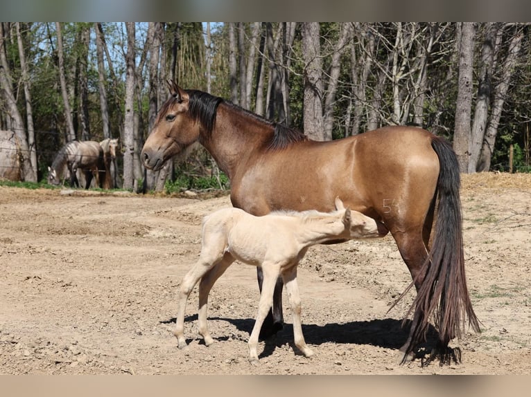 PRE Mix Mare 4 years 15,2 hh Dun in Pedret i Marz&#xE1;  ( Girona )