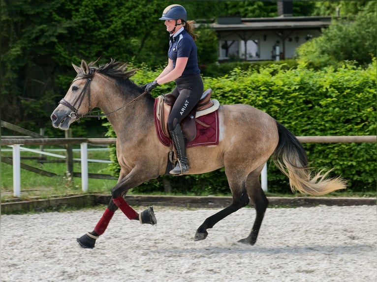 PRE Mix Mare 4 years 15,2 hh Gray-Red-Tan in Neustadt (Wied)