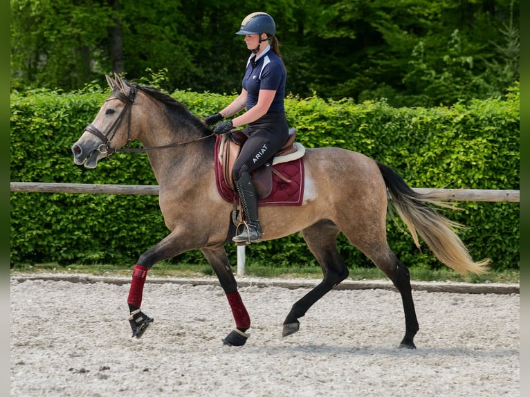 PRE Mix Mare 4 years 15,2 hh Gray-Red-Tan in Neustadt (Wied)