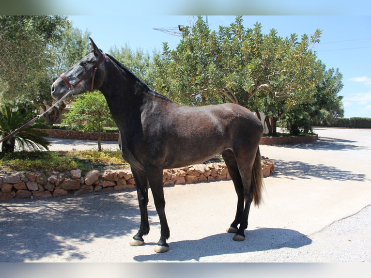 PRE Mix Mare 4 years 15,2 hh Grey in Rafelguaraf