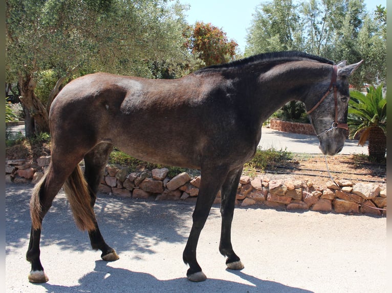 PRE Mix Mare 4 years 15,2 hh Grey in Rafelguaraf