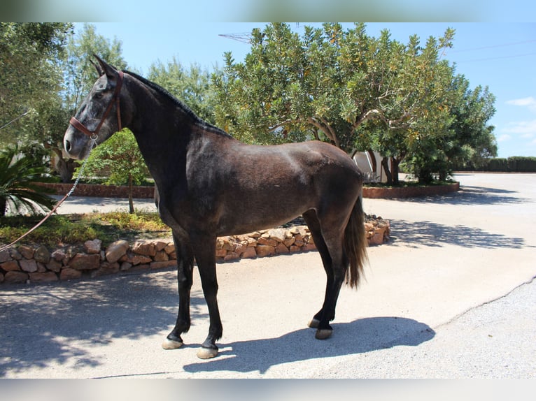 PRE Mix Mare 4 years 15,2 hh Grey in Rafelguaraf