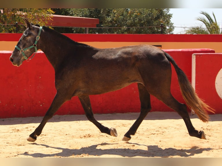 PRE Mix Mare 4 years 15,2 hh Grey in Rafelguaraf