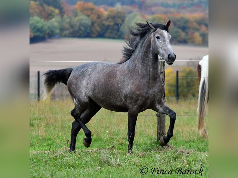 PRE Mix Mare 4 years 15,2 hh Grey in Wiebelsheim