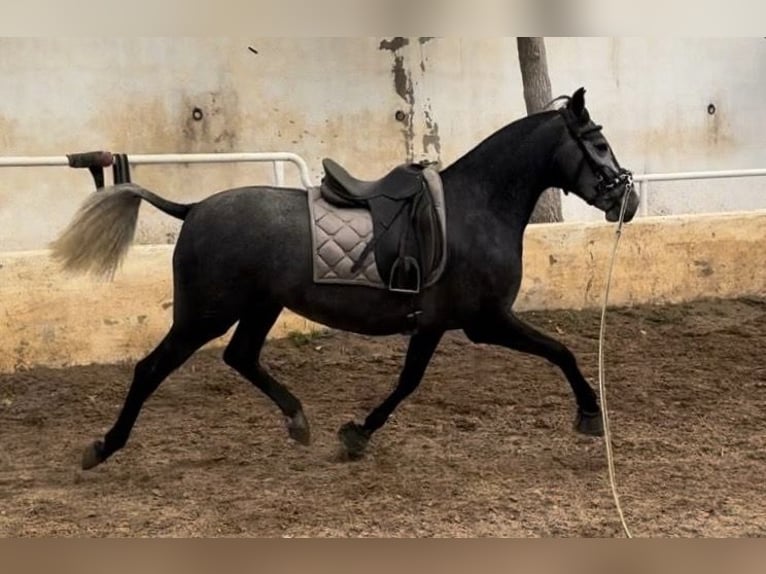PRE Mix Mare 4 years 15,2 hh Grey-Blue-Tan in Valencia