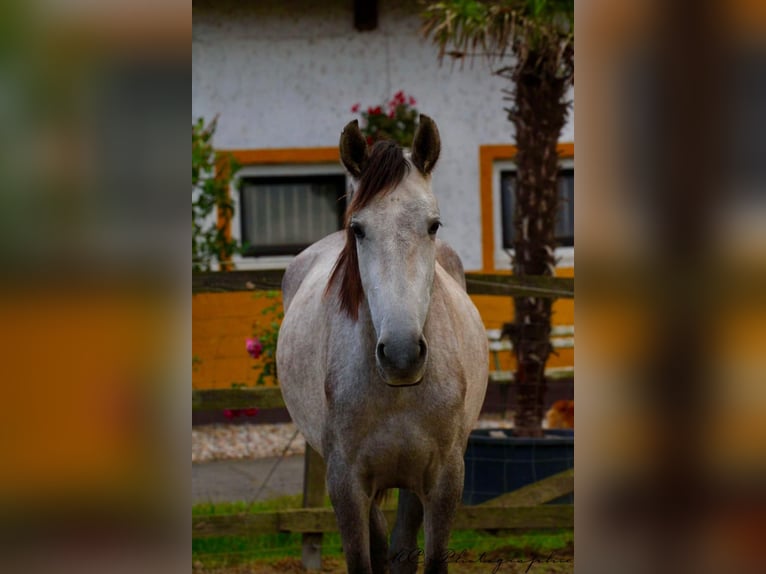 PRE Mare 4 years 15,2 hh Grey-Dapple in Polenz