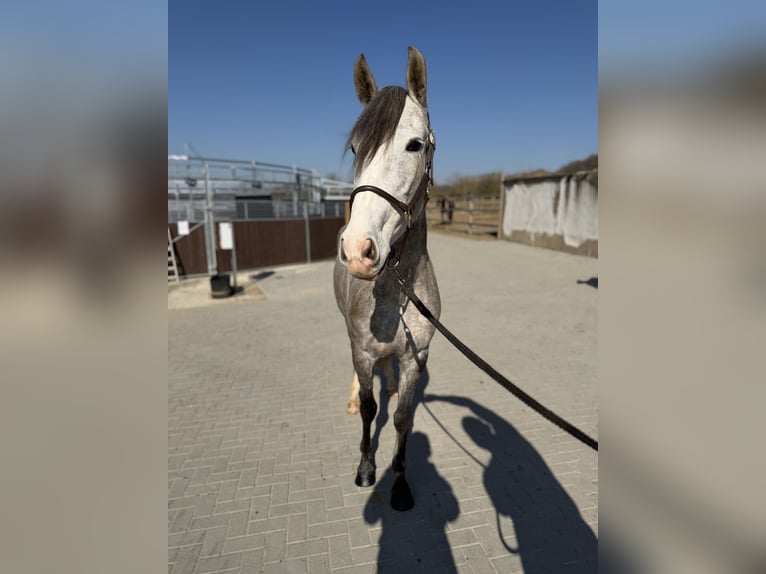 PRE Mare 4 years 15,2 hh Grey-Dapple in Elbtal