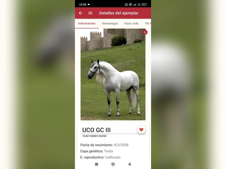 PRE Mix Mare 4 years 15,2 hh Grey-Dapple in Valencia