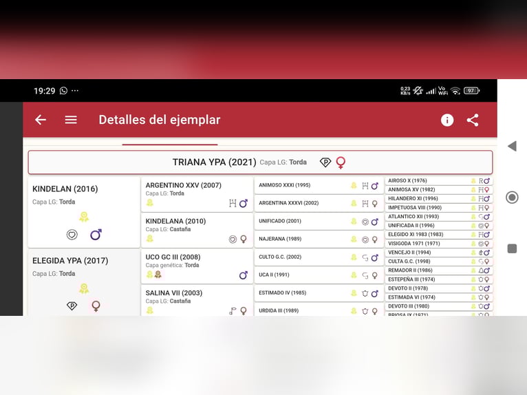 PRE Mix Mare 4 years 15,2 hh Grey-Dapple in Valencia