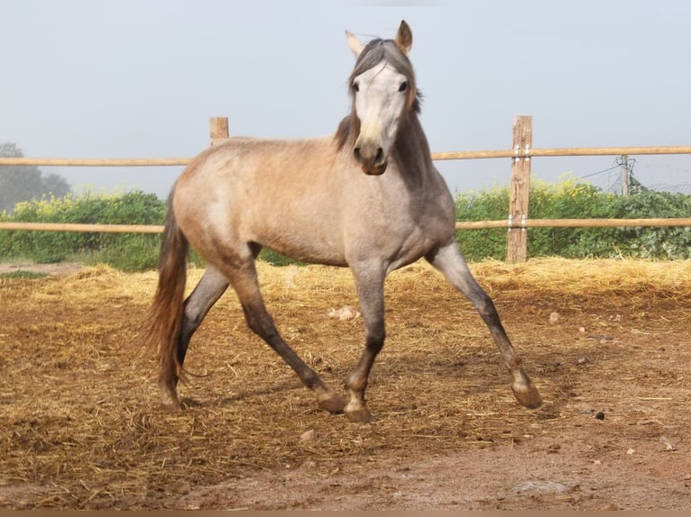 PRE Mare 4 years 15,2 hh Grey in Provinz Malaga