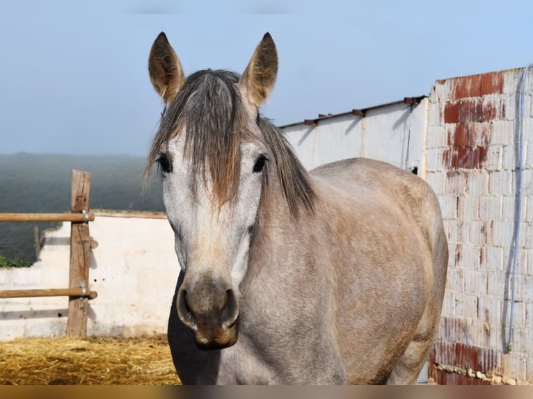 PRE Mare 4 years 15,2 hh Grey in Provinz Malaga