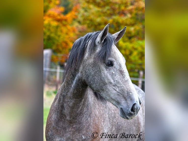 PRE Mix Mare 4 years 15,2 hh Grey in Wiebelsheim