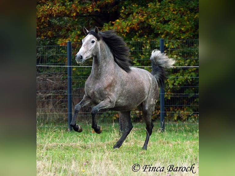 PRE Mix Mare 4 years 15,2 hh Grey in Wiebelsheim