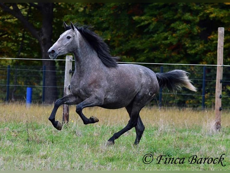 PRE Mix Mare 4 years 15,2 hh Grey in Wiebelsheim