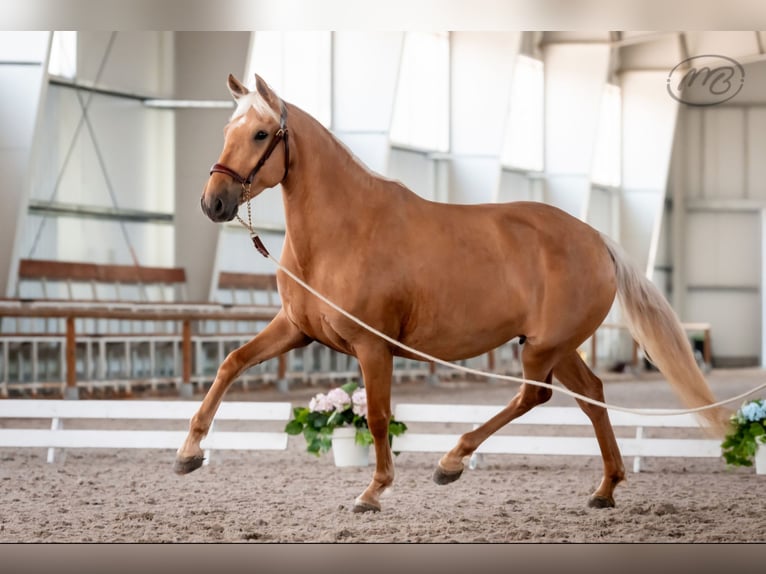 PRE Mare 4 years 15,2 hh Palomino in Tren&#x10D;ianska Tepl&#xE1;