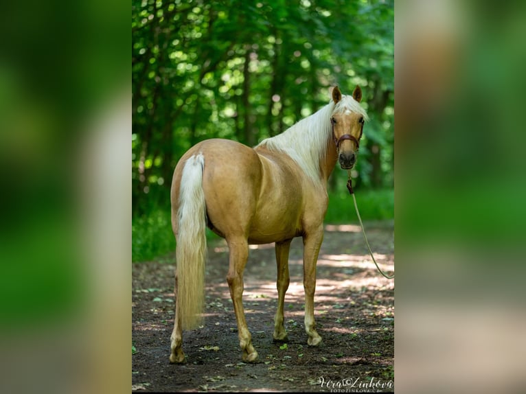 PRE Mare 4 years 15,2 hh Palomino in Tren&#x10D;ianska Tepl&#xE1;