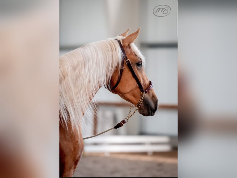 PRE Mare 4 years 15,2 hh Palomino in Tren&#x10D;ianska Tepl&#xE1;