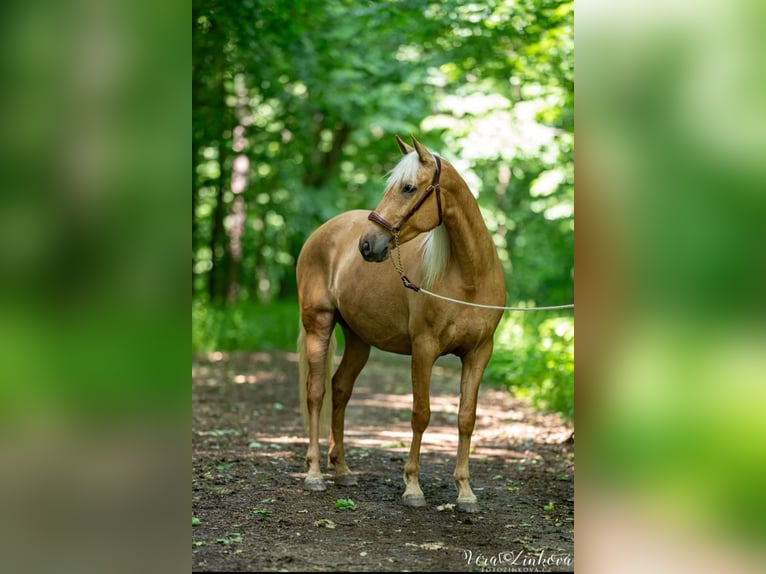 PRE Mare 4 years 15,2 hh Palomino in Tren&#x10D;ianska Tepl&#xE1;