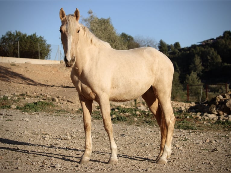 PRE Mix Mare 4 years 15,2 hh Palomino in Valencia