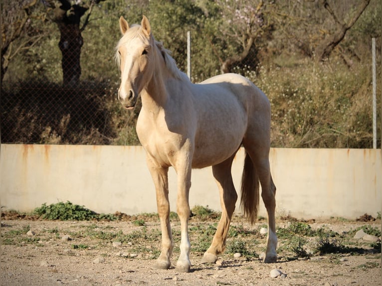 PRE Mix Mare 4 years 15,2 hh Palomino in Valencia