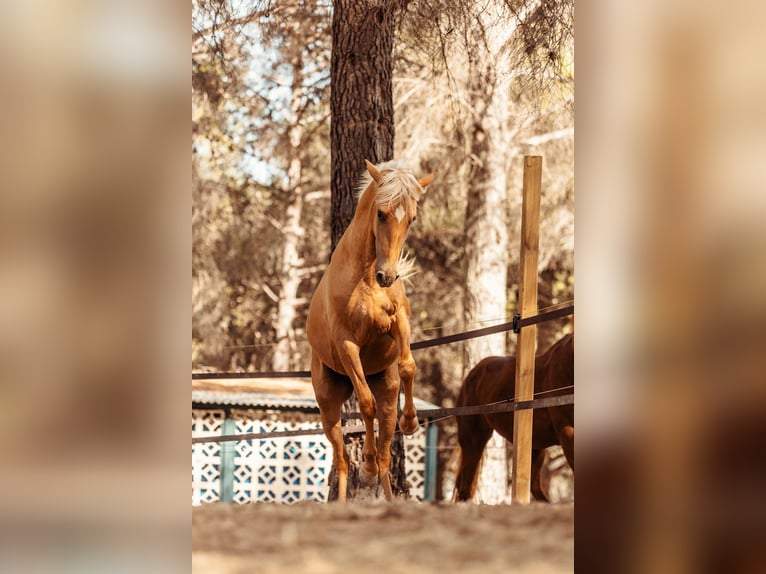 PRE Mix Mare 4 years 15,2 hh Palomino in Alcoi/Alcoy