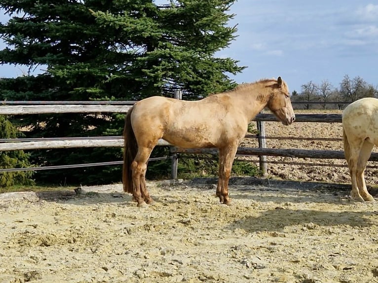PRE Mare 4 years 15,2 hh Pearl in Balingen