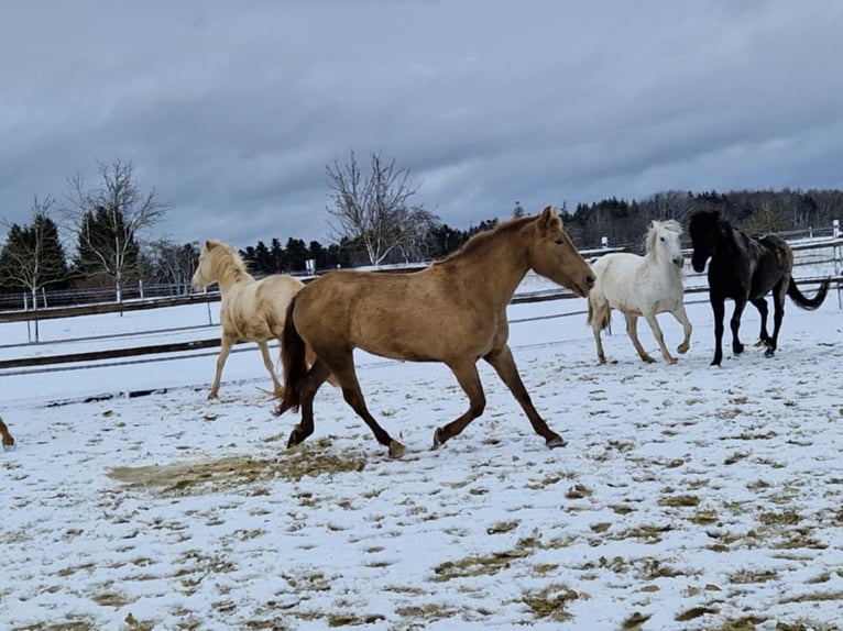 PRE Mix Mare 4 years 15,2 hh Pearl in Balingen