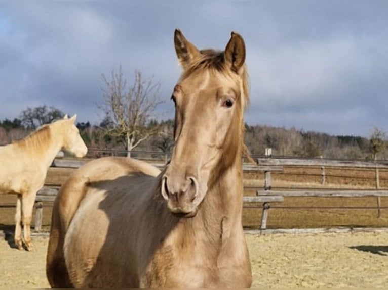 PRE Mix Mare 4 years 15,2 hh Pearl in Balingen