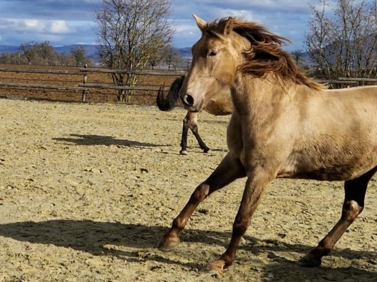 PRE Mix Mare 4 years 15,2 hh Pearl in Balingen