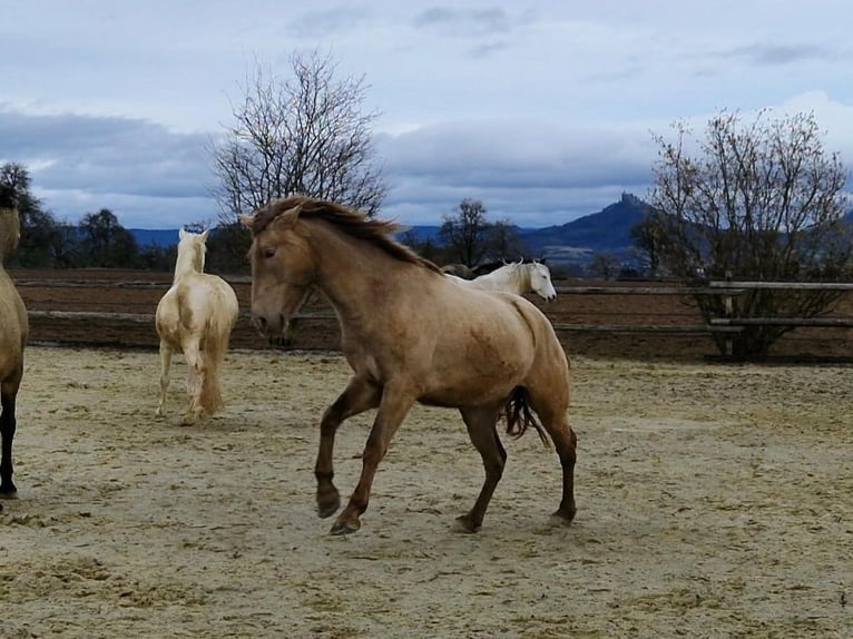 PRE Mare 4 years 15,2 hh Pearl in Balingen