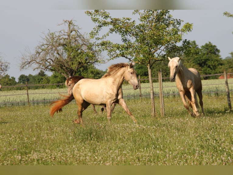 PRE Mix Mare 4 years 15,2 hh Pearl in Balingen