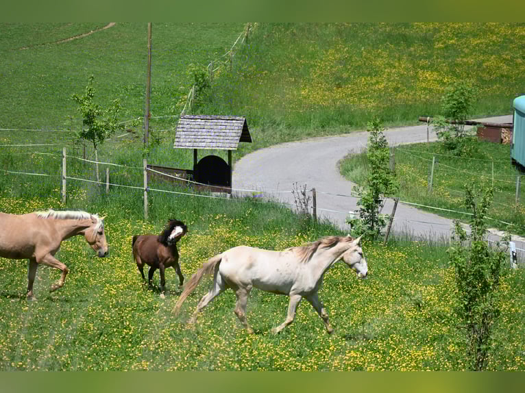 PRE Mix Mare 4 years 15,2 hh Pearl in Klettgau