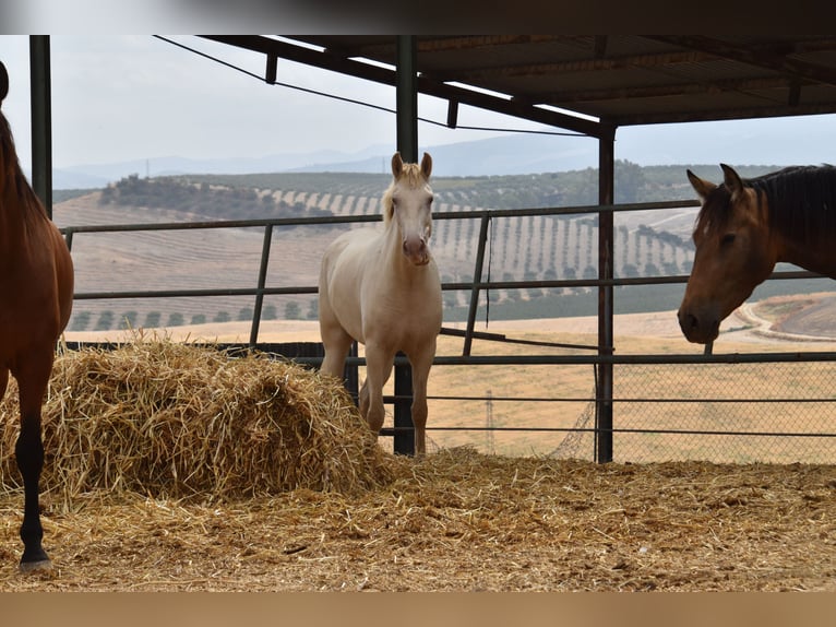 PRE Mix Mare 4 years 15,2 hh Pearl in Klettgau