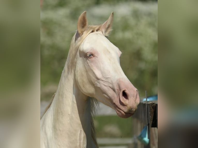 PRE Mix Mare 4 years 15,2 hh Perlino in Waldshut-Tiengen