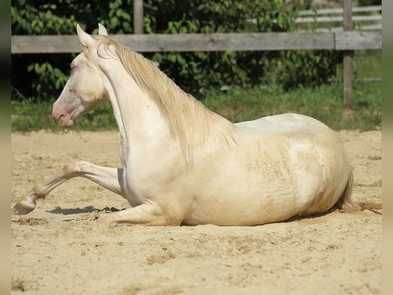PRE Mix Mare 4 years 15,2 hh Perlino in Waldshut-Tiengen