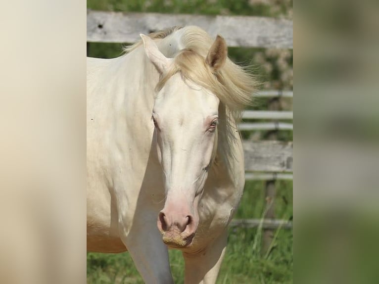 PRE Mix Mare 4 years 15,2 hh Perlino in Waldshut-Tiengen