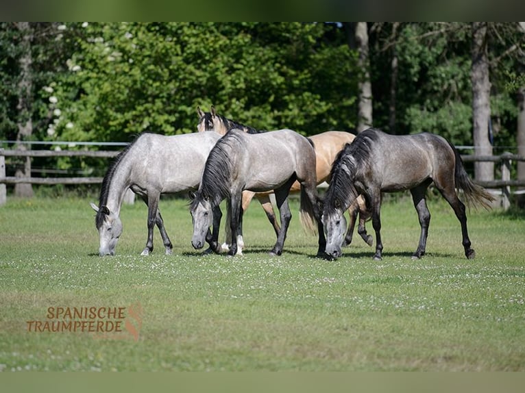 PRE Mix Mare 4 years 15,3 hh Black in Travebthal