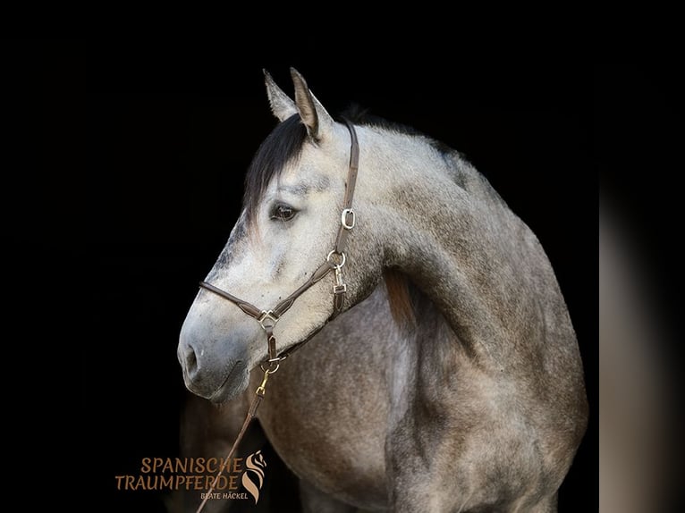 PRE Mix Mare 4 years 15,3 hh Black in Travebthal