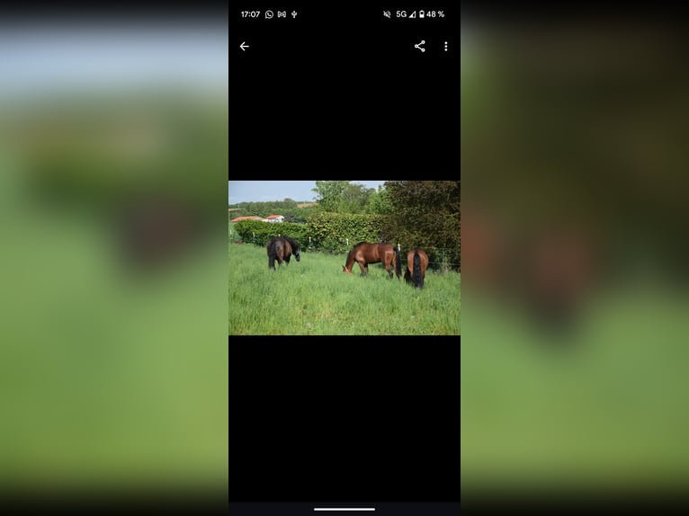 PRE Mix Mare 4 years 15,3 hh Brown in Würzburg
